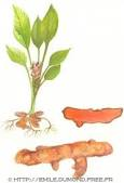 LE Curcuma épice de santé par excellence